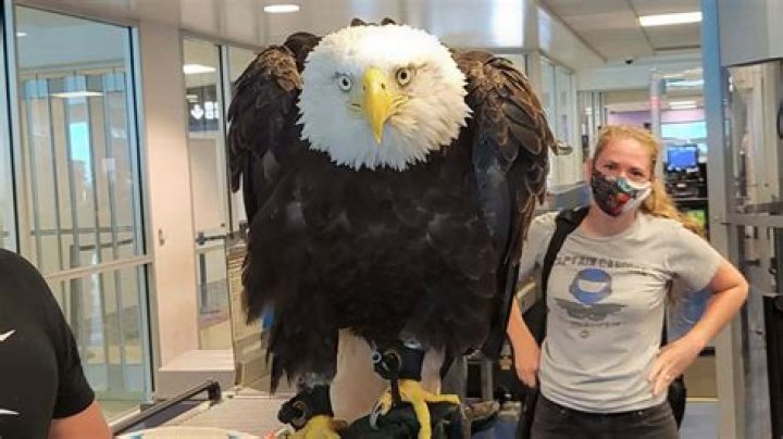 How tall is a eagle?