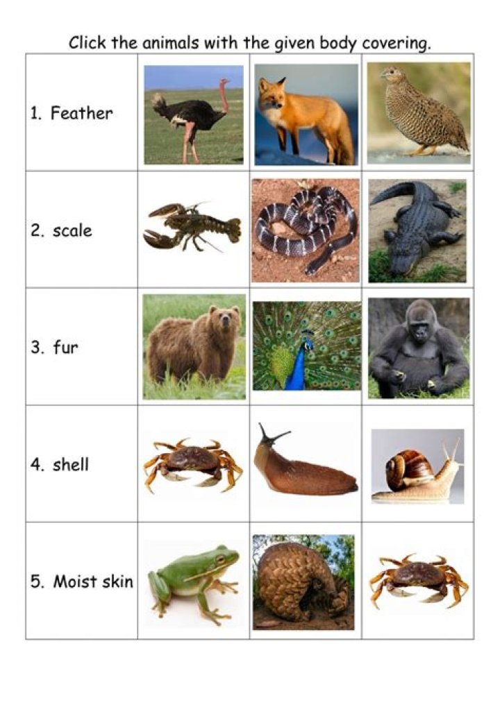 Which animals fur is used for clothing?