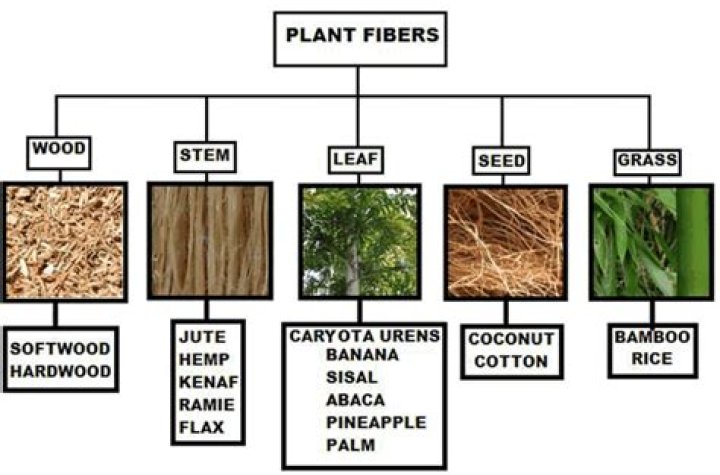 Which plant gives us fibre to make clothes?